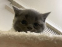British shorthair blue point ve gri dişi yavru