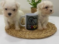 Muhteşem Teacup Maltese Bebekler