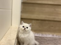Brıtısh Shorthair Sılver Point Yavrularım