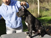 şecere belgeli ırk ve sağlık garantili cane corso yavrular