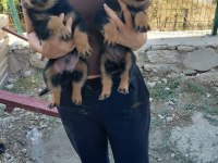 Rottweiler Yavrular