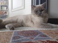 british shorthair kısır kedimiz için yuva arıyoruz