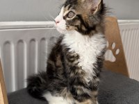 MAINE COON DİŞİ n09 22