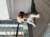 Aşıları tam çipli 5 aylık cavalier king charles
