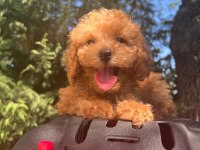 Maltipoo Yavrularımızı Canlı Görerek Alabilirsiniz