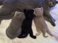 Scottish fold yavrularımıza yuva arıyoruz