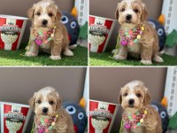 Çok tatlı minik maltipoo bebekler