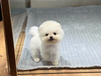 Pomeranian Bebek