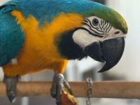 Belgeli kayıtlı A kalite macaw