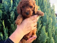 Ruhsatlı Köpek Çiftliğinden Toypoodle Yavrularımız