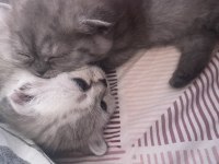 20 Mart doğumlu scottish fold dişi erkek yavru