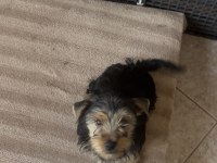 Safkan yakışıklı köpeğimiz