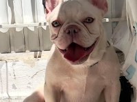 LİLAC TAN PLATINUM FRENCH BULLDOG KÖPEĞİMİZ