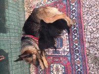 Alman kurt köpeği yavruları