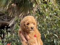Uygun ve kaliteli poodle yavrumuz