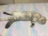 Silver Scottish Fold Erkek
