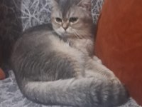 Oyuncu British Kızımıza Yuva Arıyoruz