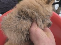 Bu pomeranian güzellikler sahiplendirmek için sizi bekliyor