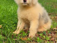 Muhteşem zeki ve güzellikte merle doodle yavrumuz