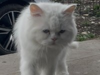 Kısır British Longhair yeni yuvasını arıyor