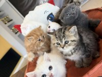 SHOW KALİTE BRITISH SHORTHAIR YAVRULR ANKARA MAĞAZA