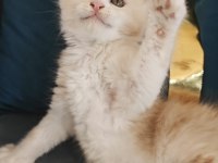 Şecereli Maine Coon yavrular Alanya