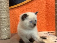 British shorthair blue point ve çikolata point bebekler
