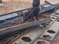 Sevgine zamanına emeğine değecek köpek arayanlara malinois