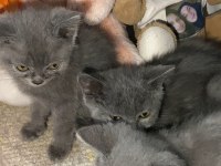 Kırıkkale içi british shorthair kedilerim