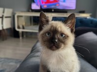 2 AYLIK SİYAM BRİTİSH YAVRUSU