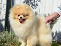 Orijinal Pomeranian boo yavrular