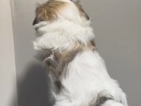 Muhteşem kaliteli shih tzu yavrularımız