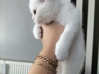 British shorthair beyaz dişi lilac erkek yavrular