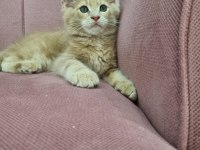 MAİNE COON DEV YAVRU KEDİLER ÇOK UYGUN DEV