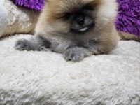 Orjinal ırkının en iyisi muhteşem kürk yapısı pomeranian