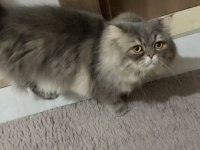 Persian cinsi oğlumuz acil yuva arıyor