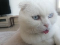 Scottish fold ücretsiz veriyorum