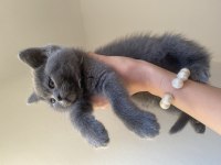 Dişi ve Erkek british shorthair yavrular