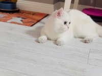 Evin havasını değişterecek dünya tatlısı bir kedidir