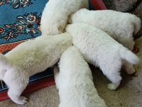 Kar Topu Samoyed Bebekler