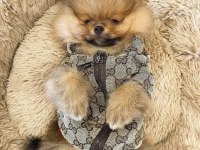 Yavru Köpeğimiz Pomeranian Boo