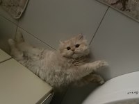 Kedime sağlıklı bi yuva arıyorum