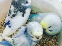 KONUŞAN BEBEK MUHUBBET KUŞLARI ELİMZDE HERZAMAN MEVCUTTUR