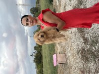 Toy Poodle Yavrularım sağlık ve arık garantilidir
