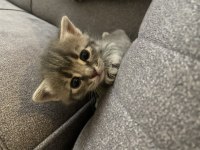 2 aylık 3 adet yavru kedi