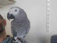 Bebek surat amazon papağanı