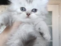 British Longhair Dişi Erkek Bebeklerimiz