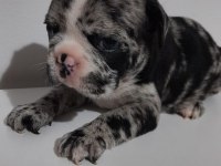 French bulldog