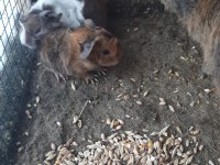 Guinea pig yavrular