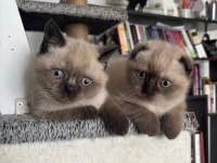 Blue point british shorthair